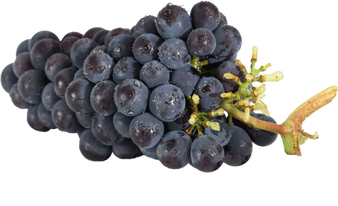 grappe-de-raisins-rouge grappe de raisins rouge merlot cabernet franc grand vins de bordeaux